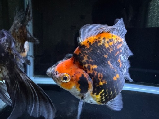 金魚　　タマサバ　玉サバ　新潟産　ショートテール