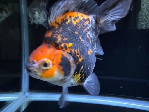 金魚　　タマサバ　玉サバ　新潟産　ショートテール