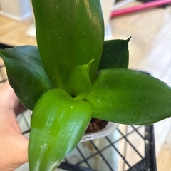 観葉植物 ブラックドラゴンの画像