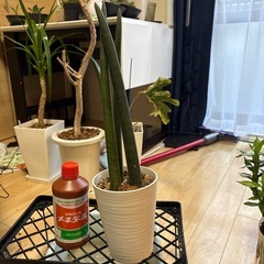 観葉植物 スタッキー サンスベリアの画像
