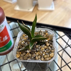 観葉植物 サンスベリアの画像