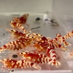 【特選】RED ファンシータイガー★シュリンプ 太極 お任せセット 10匹の画像