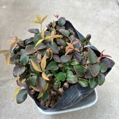 南天苗（白い実）の画像