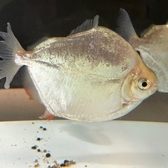 メチニス4匹セットの画像