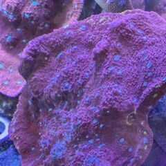 最終値下げ 美麗   大型サンゴ  2個セット   17日限定の画像