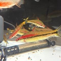 レッドライントーピードバルブ　5匹セットの画像