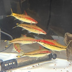 レッドライントーピードバルブ　5匹セットの画像