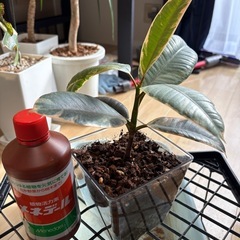 観葉植物 フィカスの画像