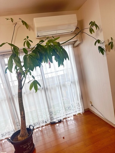 超大型観葉植物 パキラ　 横広がり ダイナミック