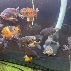 【決定】　金魚　国産らんちゅう　15匹の画像