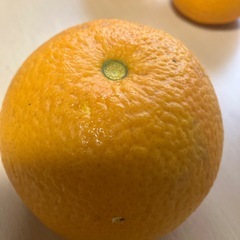無農薬　八朔の画像