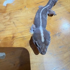 ニシアフリカトカゲモドキ