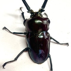 ニジイロクワガタ 成虫ペア ♂59mm ♀42mm 紫紺 未後食（2026/1羽化）の画像