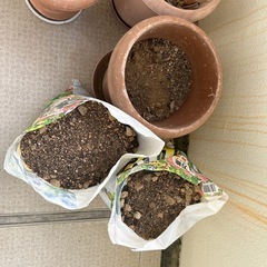植物付き鉢、土の画像