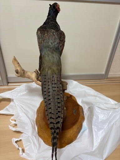 キジの剥製雉 (けけけ) 新取手のインテリア雑貨/小物《置物、オブジェ