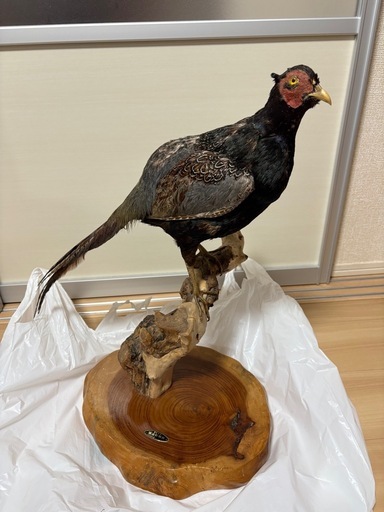 キジの剥製雉 (けけけ) 新取手のインテリア雑貨/小物《置物、オブジェ