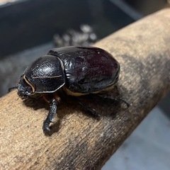 フローレンシスニセニメカブト　　即ブリの画像