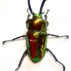 ニジイロクワガタ　成虫ペア　♂58mm ノーマル色　未後食(2026/01羽化)※ディンプルありの画像