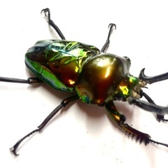 ニジイロクワガタ　成虫ペア　♂58mm ノーマル色　未後食(2026/01羽化)※ディンプルありの画像