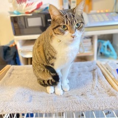 キジトラ　♀（仮名:チイ）