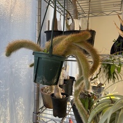 ヒルデウィンテラ・カラデモノニス（クレイストカクタス・ウィンテリ・カラデモノニス）　観葉植物　塊根植物　多肉植物　ビザールプランツ　レアプランツ　ガーデニング　植物　グリーン　趣味　盆栽　葉　花　庭　草　インテリア　おしゃれ　飾り　園芸　ヒモサボテン　　サボテンの画像