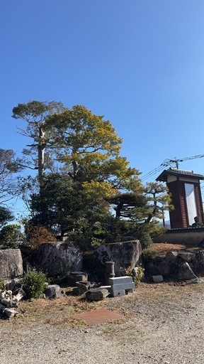 まきの木 もみじ  梅 サルスベリ 蘇鉄その他庭木