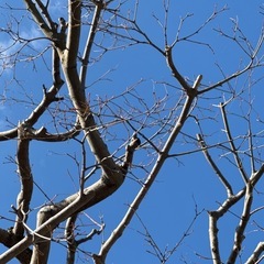 まきの木 もみじ  梅 サルスベリ 蘇鉄その他庭木の画像