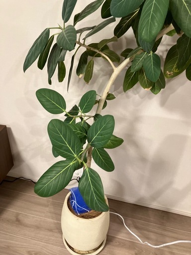 観葉植物 フィカス・ベンガレンシン