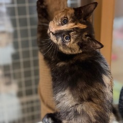 毛色が個性的で美しいさび猫