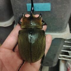 ギアスゾウカブト♂単品の画像