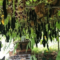 ムクナ豆（令和7年収穫）-20粒（2種類）の画像