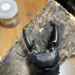 kuni血統　98mmパラワンオオヒラタペア 未使用の画像