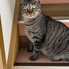 🌸翔くん　大きい目体も大きいキジ猫　人間のお膝が好きで探している子❤1歳半 − 愛媛県