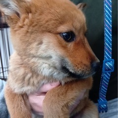 賢い雑種の男の子　3ヶ月