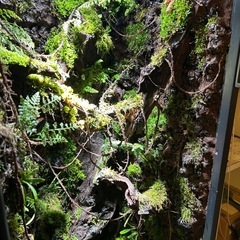 巨大テラリウム　縦型の画像