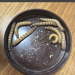 ヨーロッパイエコオロギ レッドローチ ミルワーム　の画像