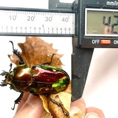 ニジイロクワガタ　成虫ペア　♂61mm ノーマル色　後食済み(2025/06羽化)の画像