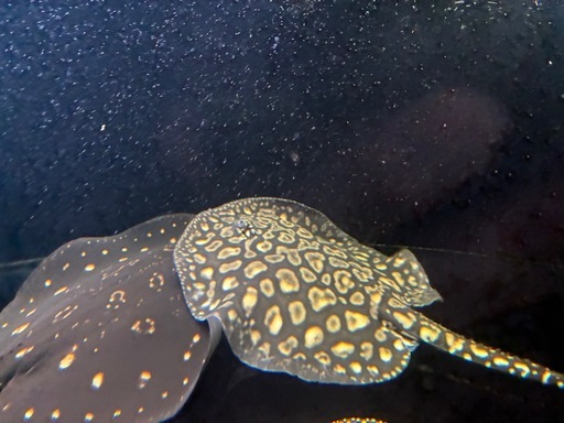 ブラックダイヤモンドポルカ