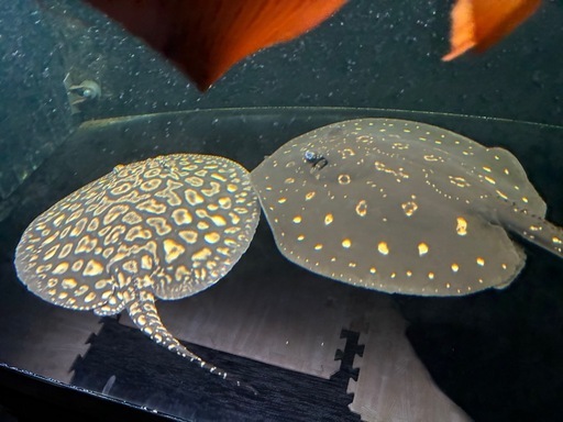 ブラックダイヤモンドポルカ