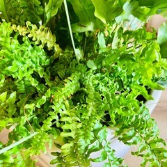 希少ドリミオプシス・マクラータ 寄せ植えの画像