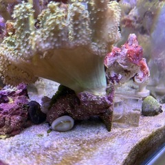 トサカウネタケの画像