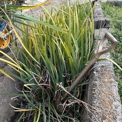 花ブショウの画像