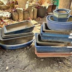 盆栽　　四角の植木鉢の画像