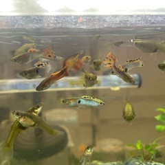 ミックスグッピーの画像