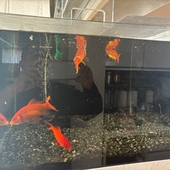 金魚と水槽の画像