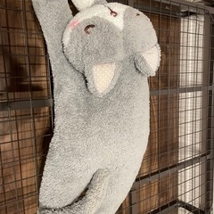 ネコ抱き枕の画像