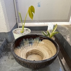 決まりました。水鉢　植木鉢の画像