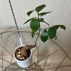 ガジュマルの画像