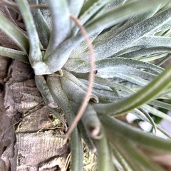 【チランジア（エアープランツ）子株多数・コルク付き】の画像