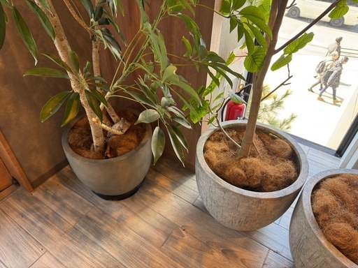 観葉植物4本